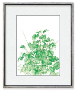 トウドヤヨイさん「ドクダミ」（F4）生い茂るドクダミが描きたくて描きました。