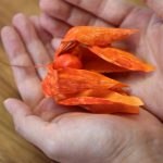 オリオンのInstagram企画 ”ミスティックペーパーチャレンジ（2024年）” 応募作品です。