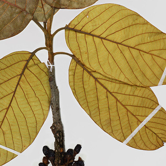 保存額装 TT-erbarium (TT-エルバリウム)